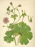 Plants, Asperula Odorata-Mabel E Step-Art Print