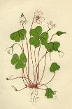 Plants, Bellis Perennis-Mabel E Step-Art Print