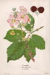 Plants, Rubus Fruticosus-Mabel E Step-Art Print