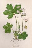 Plants, Rubus Fruticosus-Mabel E Step-Art Print