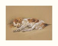 Judy, A Spaniel Puppy-Mac-Premium Giclee Print