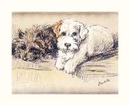 Judy, A Spaniel Puppy-Mac-Premium Giclee Print