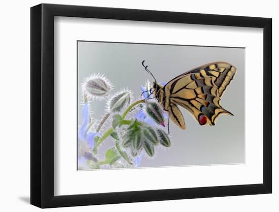 Macaon-Jimmy Hoffman-Framed Photographic Print