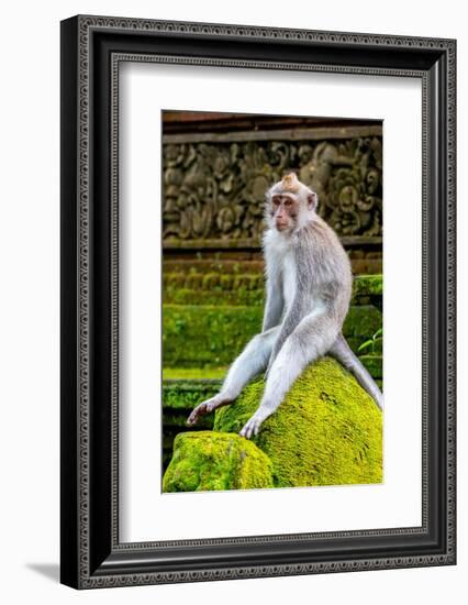 Macaque Monkey in Monkey Forest, Ubud, Bali, Indonesia-Greg Johnston-Framed Photographic Print