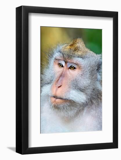 Macaque Monkey in Monkey Forest, Ubud, Bali, Indonesia-Greg Johnston-Framed Photographic Print