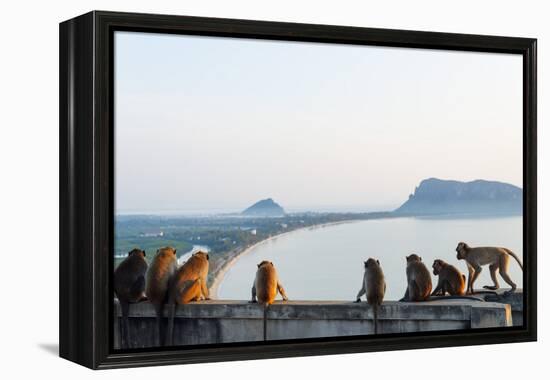 Macaque Monkey (Macaca), Khao Chong Krajok, Prachuap Kiri Khan, Thailand, Southeast Asia, Asia-Christian Kober-Framed Premier Image Canvas