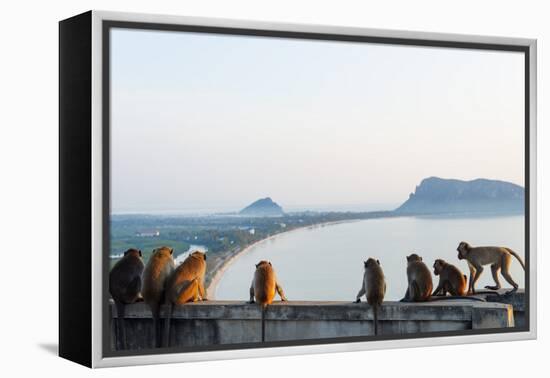 Macaque Monkey (Macaca), Khao Chong Krajok, Prachuap Kiri Khan, Thailand, Southeast Asia, Asia-Christian Kober-Framed Premier Image Canvas