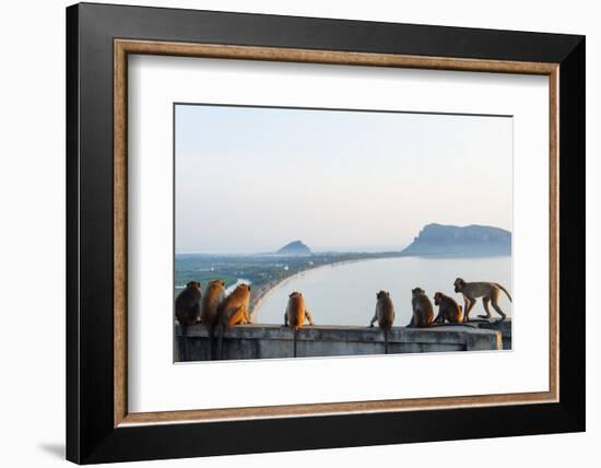 Macaque Monkey (Macaca), Khao Chong Krajok, Prachuap Kiri Khan, Thailand, Southeast Asia, Asia-Christian Kober-Framed Photographic Print