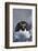 Macaroni Penguin-DLILLC-Framed Photographic Print