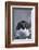 Macaroni Penguin-DLILLC-Framed Photographic Print