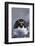 Macaroni Penguin-DLILLC-Framed Photographic Print