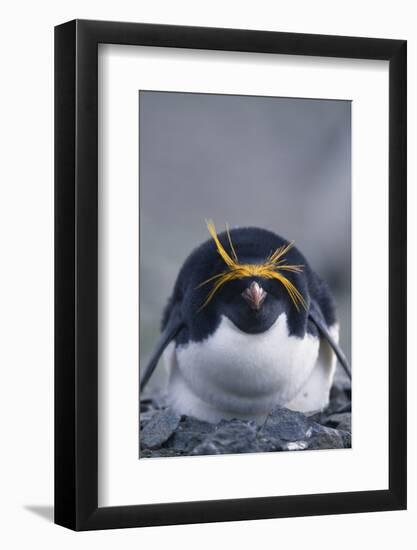 Macaroni Penguin-DLILLC-Framed Photographic Print