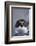 Macaroni Penguin-DLILLC-Framed Photographic Print