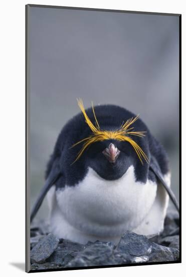 Macaroni Penguin-DLILLC-Mounted Photographic Print