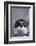 Macaroni Penguin-DLILLC-Framed Photographic Print