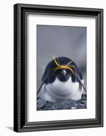 Macaroni Penguin-DLILLC-Framed Photographic Print