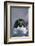 Macaroni Penguin-DLILLC-Framed Photographic Print