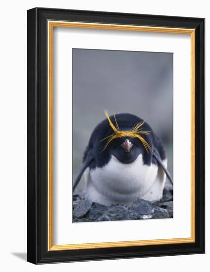 Macaroni Penguin-DLILLC-Framed Photographic Print