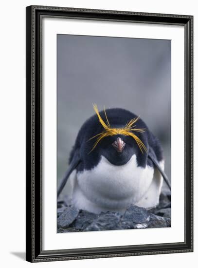 Macaroni Penguin-DLILLC-Framed Photographic Print