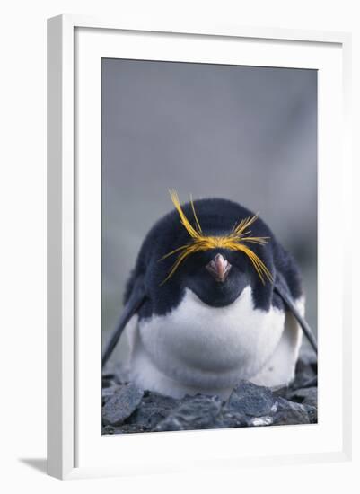 Macaroni Penguin-DLILLC-Framed Photographic Print