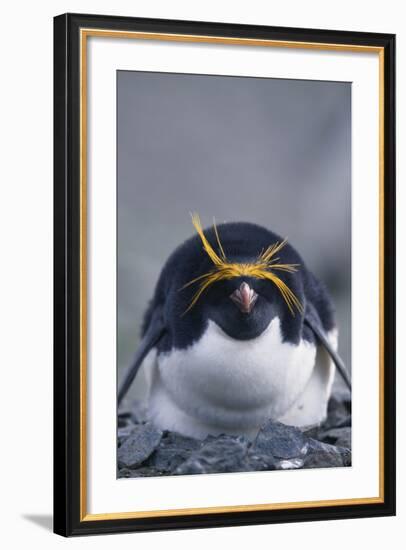 Macaroni Penguin-DLILLC-Framed Photographic Print