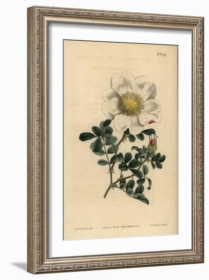 Macartney's Rose, Rosa Bracteata-Sydenham Teast Edwards-Framed Giclee Print