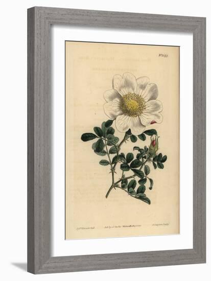 Macartney's Rose, Rosa Bracteata-Sydenham Teast Edwards-Framed Giclee Print