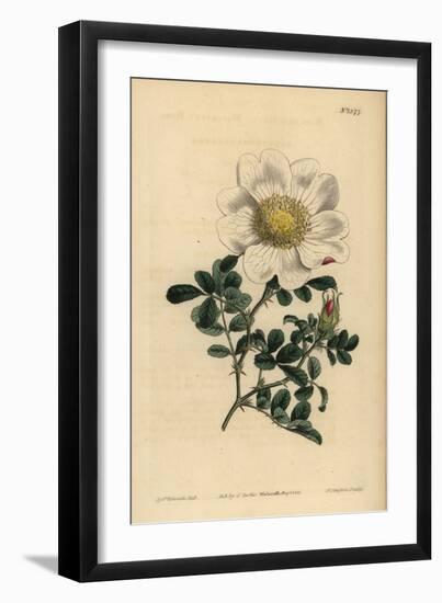 Macartney's Rose, Rosa Bracteata-Sydenham Teast Edwards-Framed Giclee Print