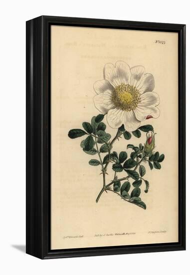 Macartney's Rose, Rosa Bracteata-Sydenham Teast Edwards-Framed Premier Image Canvas