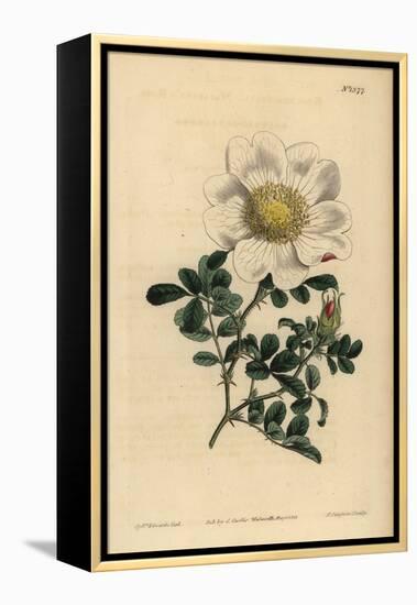 Macartney's Rose, Rosa Bracteata-Sydenham Teast Edwards-Framed Premier Image Canvas