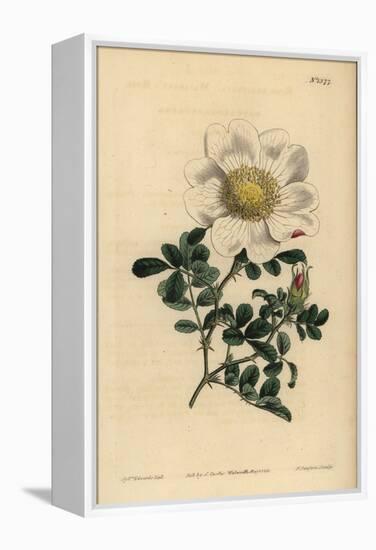 Macartney's Rose, Rosa Bracteata-Sydenham Teast Edwards-Framed Premier Image Canvas