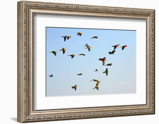 Macaw and Sun Conure Flock of Flying in the Sky.-jeep2499-Framed Photographic Print