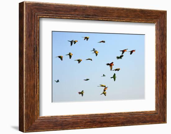 Macaw and Sun Conure Flock of Flying in the Sky.-jeep2499-Framed Photographic Print