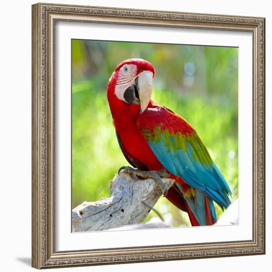 Macaw Sitting On Branch-mirceab-Framed Photographic Print