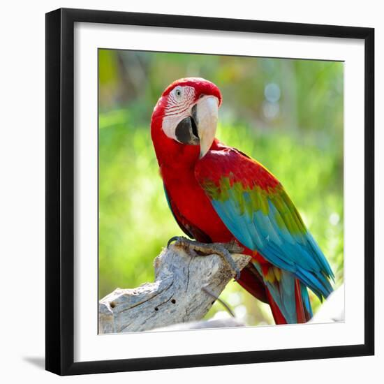 Macaw Sitting On Branch-mirceab-Framed Photographic Print