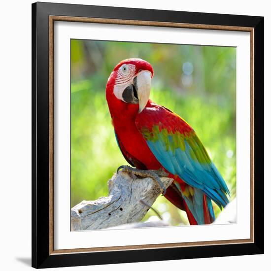 Macaw Sitting On Branch-mirceab-Framed Photographic Print