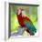 Macaw Sitting On Branch-mirceab-Framed Photographic Print