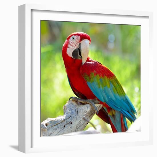 Macaw Sitting On Branch-mirceab-Framed Photographic Print