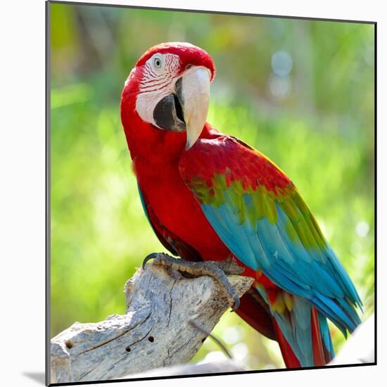Macaw Sitting On Branch-mirceab-Mounted Photographic Print