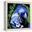 Macaw-null-Framed Stretched Canvas