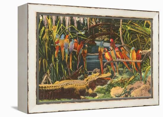 Macaws and Alligator, Florida-null-Framed Stretched Canvas