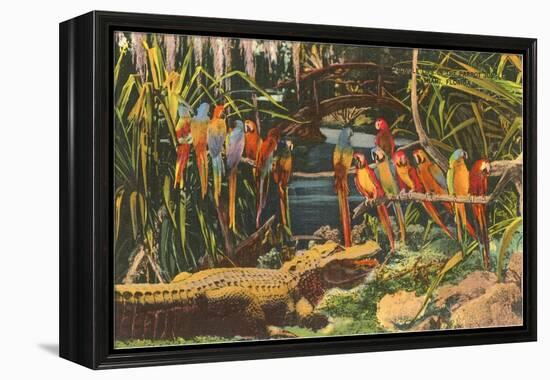 Macaws and Alligator, Florida-null-Framed Stretched Canvas