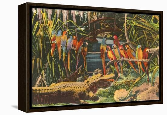 Macaws and Alligator, Florida-null-Framed Stretched Canvas