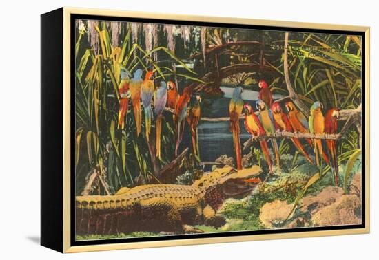 Macaws and Alligator, Florida-null-Framed Stretched Canvas