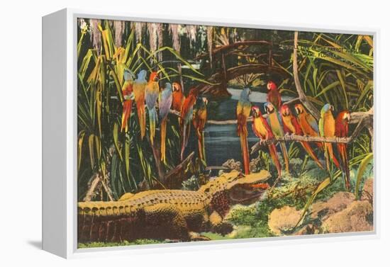 Macaws and Alligator, Florida-null-Framed Stretched Canvas