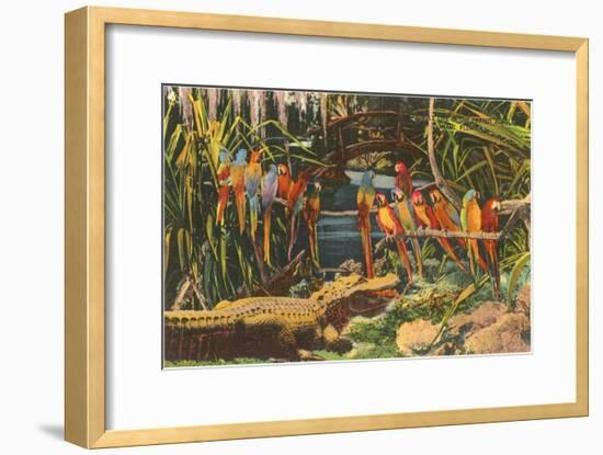 Macaws and Alligator, Florida-null-Framed Art Print