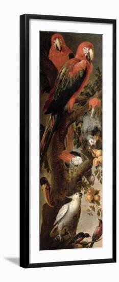 Macaws and Parrots-Frans Snyders Or Snijders-Framed Giclee Print