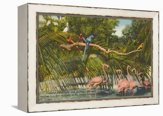 Macaws, Flamingos, Cockatoo, Florida-null-Framed Stretched Canvas