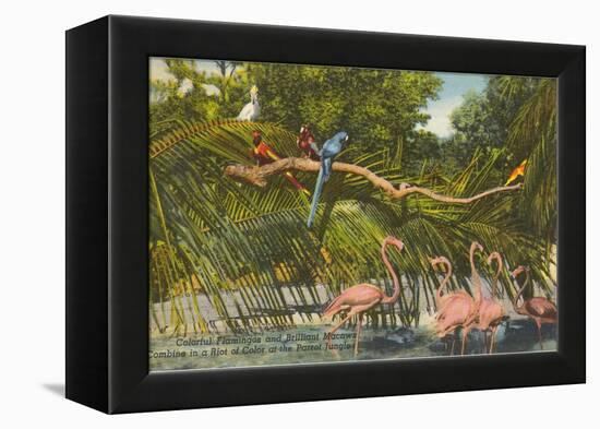 Macaws, Flamingos, Cockatoo, Florida-null-Framed Stretched Canvas