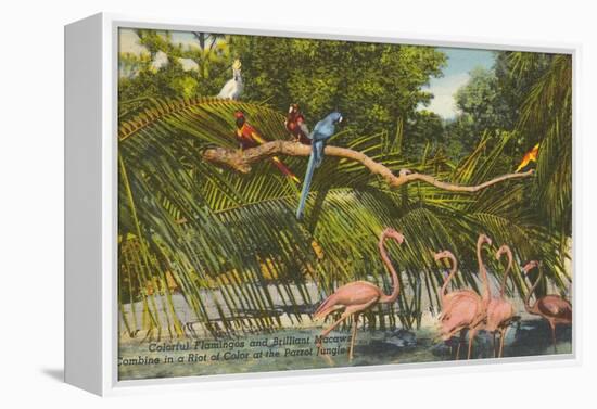 Macaws, Flamingos, Cockatoo, Florida-null-Framed Stretched Canvas